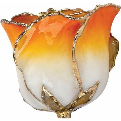 JDSP 61-9042 - Lacquered Cream Orange Rose with Gold Trim - Johnny Dang & Co