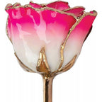 JDSP61-9043-Lacquered Cream Magenta Rose with Gold Trim - Johnny Dang & Co